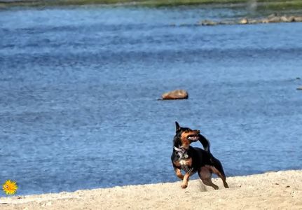Playing doggie