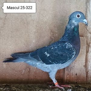 Mascul 25-322