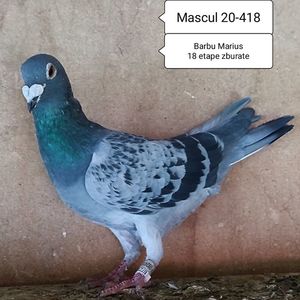 Mascul 20-418