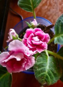 ; Gloxinia
