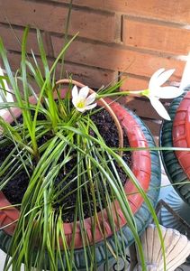 Zephyranthes alba-Zefiri de toamna