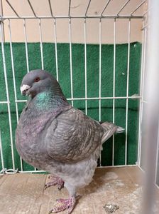 FEMELA - DAVID VARGA