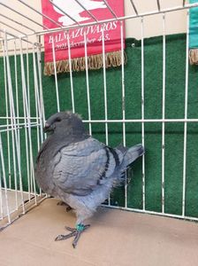 FEMELA 2025 - DAVID VARGA