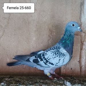 Femela 25-660