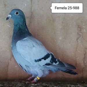 Femela 25-988