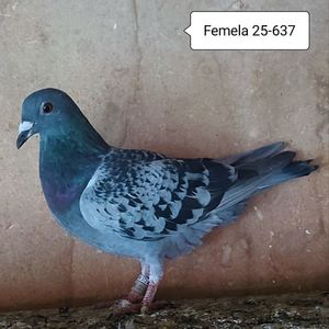 Femela 25-637