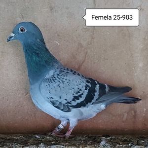 Femela 25-903