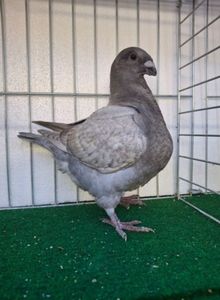 MASCUL  2025 GABOR FARKAS