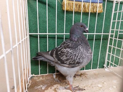 FEMELA 2025 - DAVID VARGA