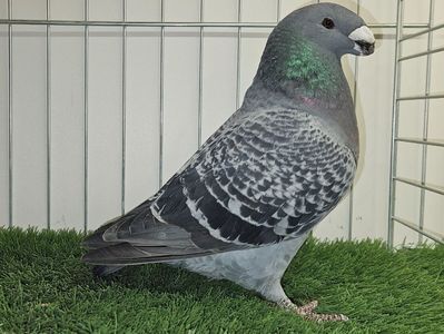 FEMELĂ RO 2024 - 12586