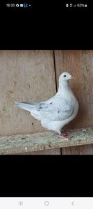 Screenshot_20250911_183016_Facebook