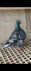 Screenshot_20250615_130041_Gallery