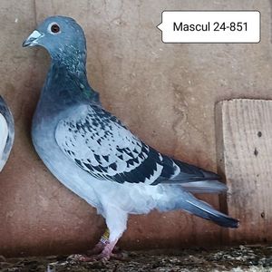 Mascul 24-851....-10 lei