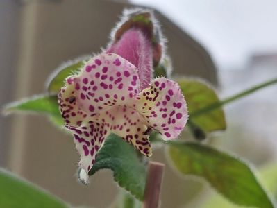 Warszewiczii(4-x-2025)