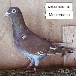 Mascul 25-071 BE....-30 lei