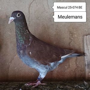 Mascul 25-074 BE