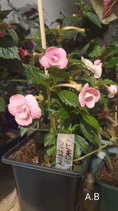 IMG-20251005-WA0043 IMG-20251005-WA0043