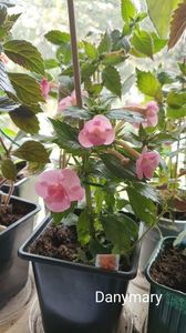 IMG-20251004-WA0069 IMG-20251004-WA0069