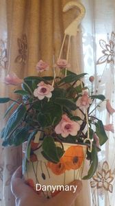 IMG-20250920-WA0037
