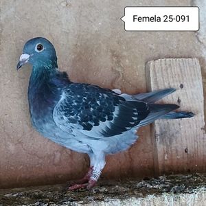 Femela 25-091....-10 lei