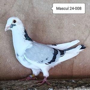 Mascul 24-008