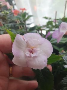 Messenger_creation_FA1921AA-8187-45AD-80D4-9D8EB31CC7C7 Messenger_creation_FA1921AA-8187-45AD-80D4-9D8EB31CC7C7