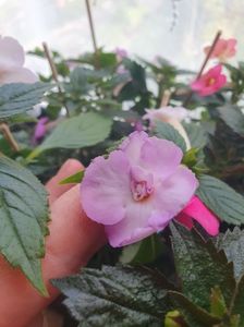 Messenger_creation_EEEEB581-DD64-4762-ABEC-BCCC765A6E0B Messenger_creation_EEEEB581-DD64-4762-ABEC-BCCC765A6E0B