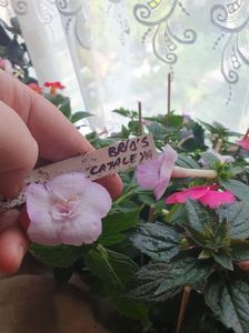 Messenger_creation_4A182CD6-8D41-48B7-8236-21F694657729 Messenger_creation_4A182CD6-8D41-48B7-8236-21F694657729