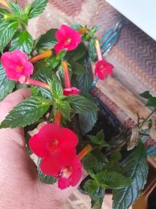 Messenger_creation_6F3D2E62-3620-4225-8FE7-F98F317B8864 Messenger_creation_6F3D2E62-3620-4225-8FE7-F98F317B8864