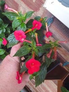 Messenger_creation_387823C8-476C-4A28-B423-D1FEB3CC1129 Messenger_creation_387823C8-476C-4A28-B423-D1FEB3CC1129