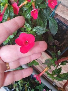 Messenger_creation_04263204-5734-4A36-A4CC-E7143F80E2DA