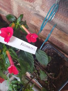 Messenger_creation_C0AEB314-E5F3-4C7A-BAB8-A633FBDDA41B