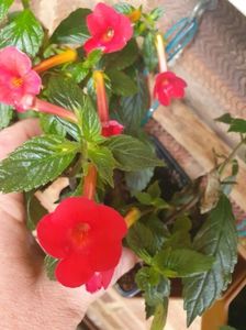 Messenger_creation_077F5923-F444-4F5C-99AF-69EE435CC43E