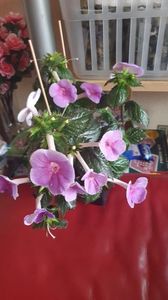 Messenger_creation_8FA45DDA-F5DE-4100-BF54-F37B9977FE0D Messenger_creation_8FA45DDA-F5DE-4100-BF54-F37B9977FE0D