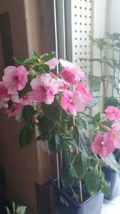 Messenger_creation_5D34F8F8-3563-4583-BD6C-5D5F40A72C31 Messenger_creation_5D34F8F8-3563-4583-BD6C-5D5F40A72C31