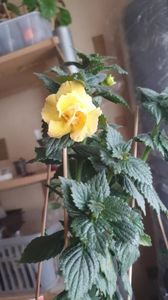 Messenger_creation_4356CC6B-C917-4798-84D1-F98CCC45FE4A