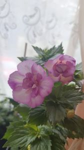 Messenger_creation_919D4A23-5E72-4784-9CD8-9FE25ED140C2 Messenger_creation_919D4A23-5E72-4784-9CD8-9FE25ED140C2