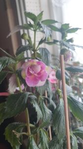 Messenger_creation_D73815FC-94E1-41F9-B97A-7A4B195873DB