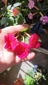 Messenger_creation_794E8106-F814-42C2-82EE-707A82510AD5