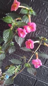 Messenger_creation_EE32EC30-9107-4193-8211-CE18BCA9CABA