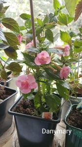 Messenger_creation_AC9991B7-4344-4C10-A6CE-C19D9AD63464 Messenger_creation_AC9991B7-4344-4C10-A6CE-C19D9AD63464