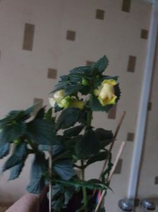 Messenger_creation_8D189155-A90C-4643-A863-4EC6349FFF1E