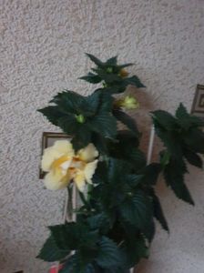 Messenger_creation_5CF68FF6-9F56-41C8-AA43-041F622C5309