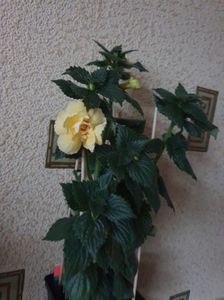 Messenger_creation_D5A54121-F2C6-4B84-818D-717D52098CD0