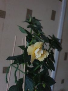 Messenger_creation_8536FA5D-9DF8-47AE-B097-28772869FB73