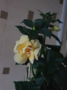 Messenger_creation_66C3895E-055E-45C6-ABA1-A4D7E8819ED1