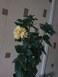 Messenger_creation_19762815-535D-452A-8A34-53C05D61550A