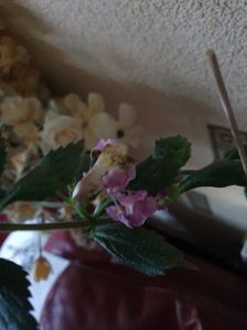 Messenger_creation_D1020C21-1B3E-4CE3-8715-CB0CB840B008 Messenger_creation_D1020C21-1B3E-4CE3-8715-CB0CB840B008