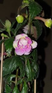 Messenger_creation_94F1C92A-4AF3-44F1-AB6B-383A8ADC9DA5 Messenger_creation_94F1C92A-4AF3-44F1-AB6B-383A8ADC9DA5