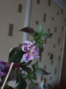 Messenger_creation_88A62C41-3F49-43BB-AB07-B10C6B55A556 Messenger_creation_88A62C41-3F49-43BB-AB07-B10C6B55A556